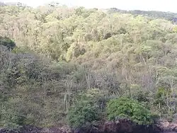 Forêt tropicale décidue de saison sèche.