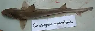 Milandre harpon Chaenogaleus macrostoma