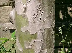 Écorce.