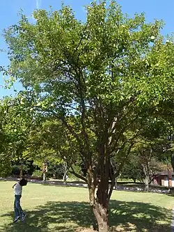 Arbre.