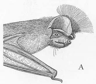 Description de l'image Chaerephon chapini.jpg.