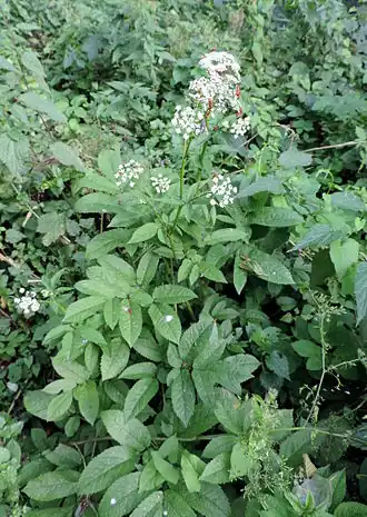 Description de l'image Chaerophyllum aromaticum kz4.JPG.