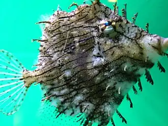 Description de l'image Chaetodermis penicilligerus.2 - Aquarium Finisterrae.JPG.