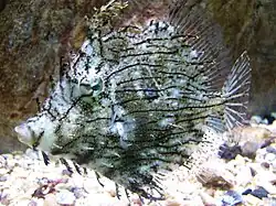 Chaetodermis penicilligerus.