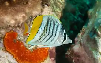 Chaetodon mertensii