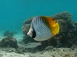 Chaetodon auriga