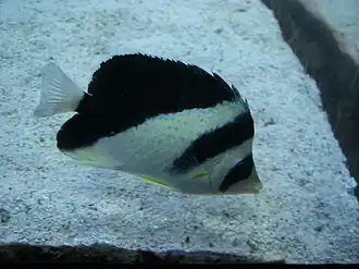Chaetodon burgessi