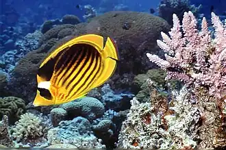 Chaetodon fasciatus