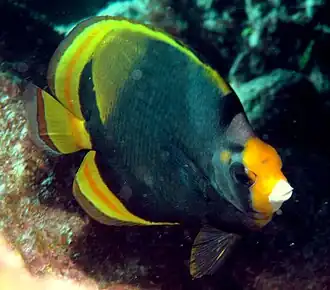Description de l'image Chaetodon_flavirostris.jpg.