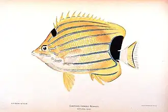 Description de l'image Chaetodon fremblii.jpg.