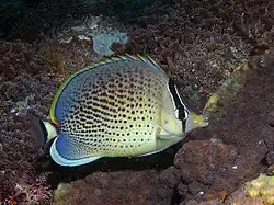 Chaetodon guttatissimus