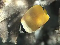 Chaetodon kleinii