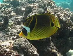 Chaetodon lunula