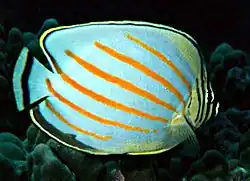 Chaetodon ornatissimus