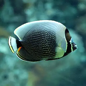 Description de l'image Chaetodon reticulatus by OpenCage.jpg.