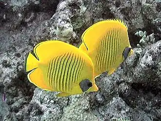 Description de l'image Chaetodon semilarvatus by Konstanze Löwe.JPG.