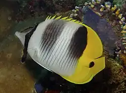 Chaetodon ulietensis