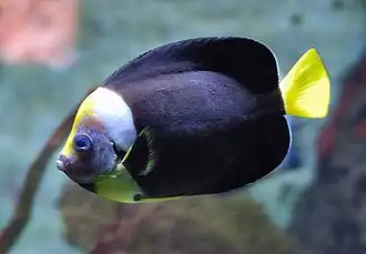 Chaetodontoplus meredithi
