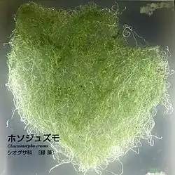 Chaetomorpha crassa.