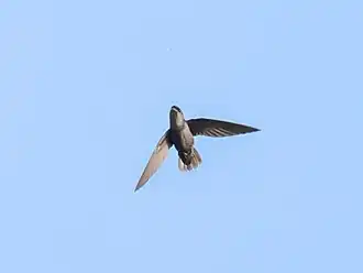 Description de l'image Chaetura chapmani Chapman's Swift; Ramal do Noca, Rio Branco, Acre, Brazil.jpg.