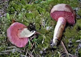 Description de cette image, également commentée ci-après