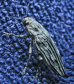 Chalcophora fortis.