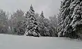 Paysage hivernal.