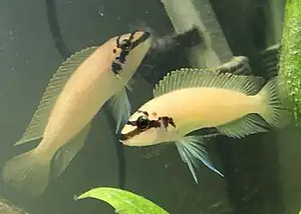 Description de l'image Chalinochromis Brichardi pair.jpg.