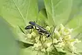 Chalybion sp., un sphécidé, Inde.