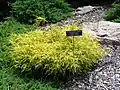 Cultivar 'Golden Charm'.