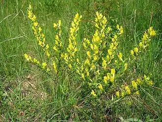 Description de l'image Chamaecytisus ratisbonensis (Habitus).jpg.
