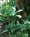 Chamaedorea geonomiformis&nbsp;(es)