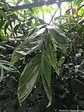 feuillage du Chamaedorea oblongata.