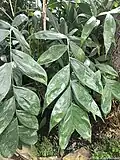 détail folioles du Chamaedorea oblongata.