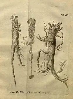 Rhizomes