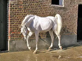 Vashara Chamal, étalon de lignée Hadban