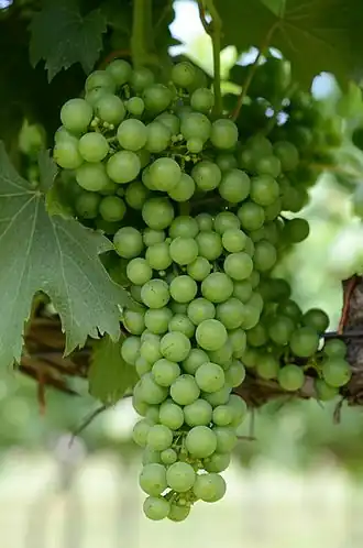 Chambourcin