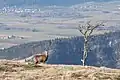Chamois au bord du cirque