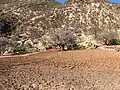 Champ dans la Vallée du Paradis