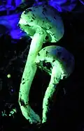 Champignon sous UVA.