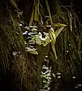 Champignon polypore