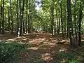 L'ancienne voie de la ligne vicinale Marloie-Bastogne.