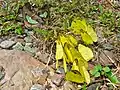 Eurema simulatrix (Pieridae)