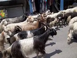 Troupeau de Changthangi traversant la ville de Manali à 450 km de Leh.