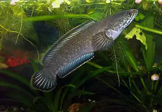 Channa gachua (Channoidei)