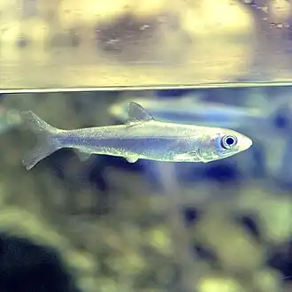 Chanos chanos (Chanidae).