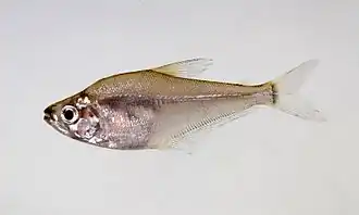 Roeboides sp.