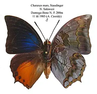 Description de l'image CharaxesMarsMUpUnAC1.jpg.