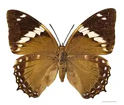 ♀ face dorsal