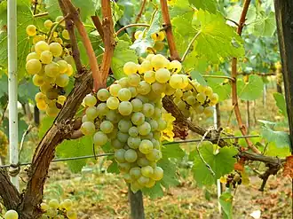Grappes de chardonnay B en Moldavie
